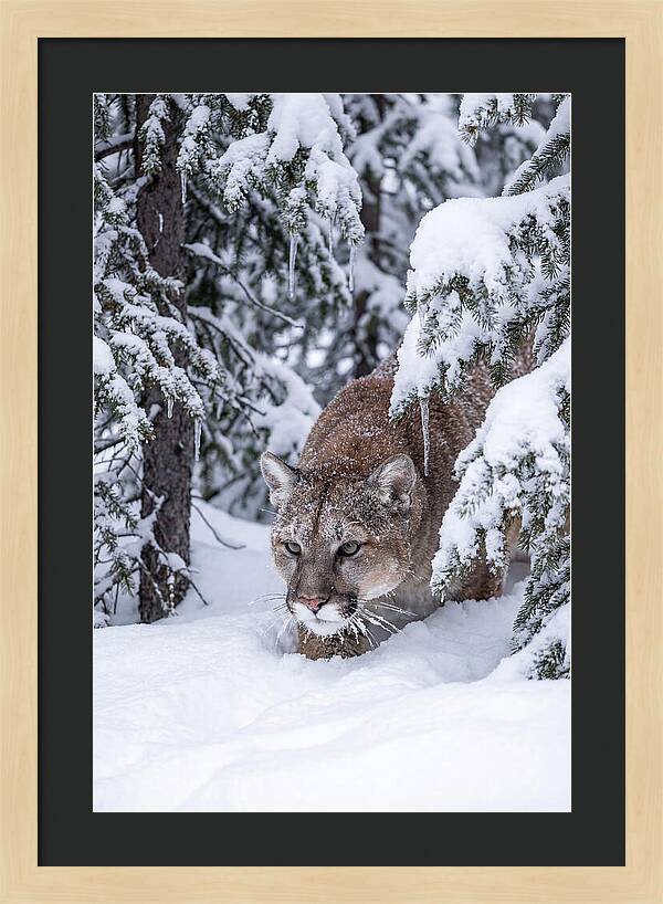 Mountain Lion Stalking Through Snow