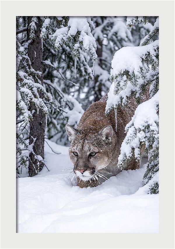 Mountain Lion Stalking Through Snow