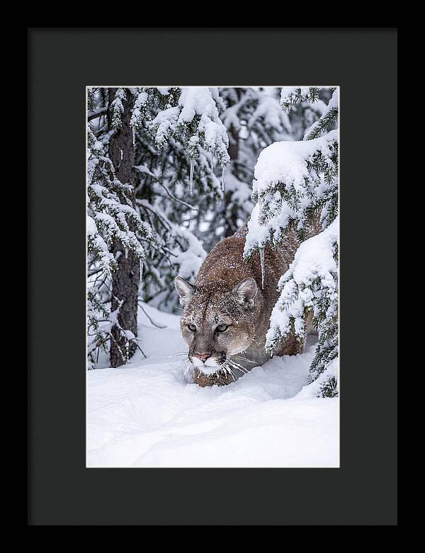 Mountain Lion Stalking Through Snow