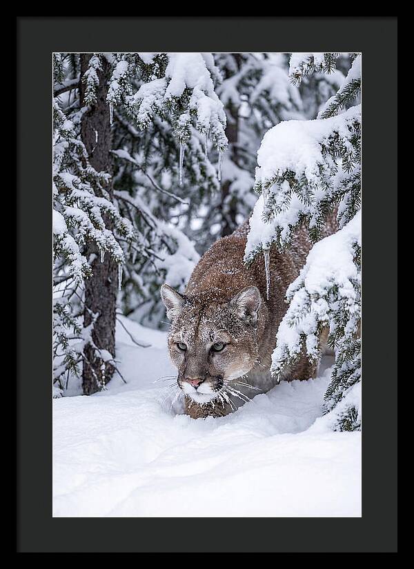 Mountain Lion Stalking Through Snow