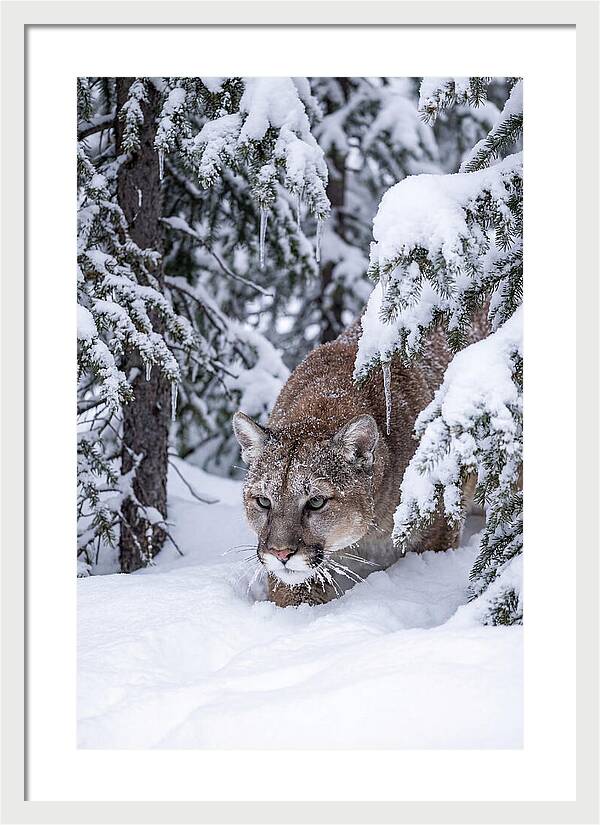 Mountain Lion Stalking Through Snow