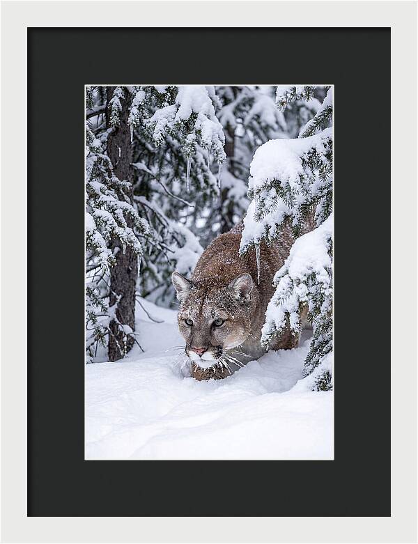 Mountain Lion Stalking Through Snow