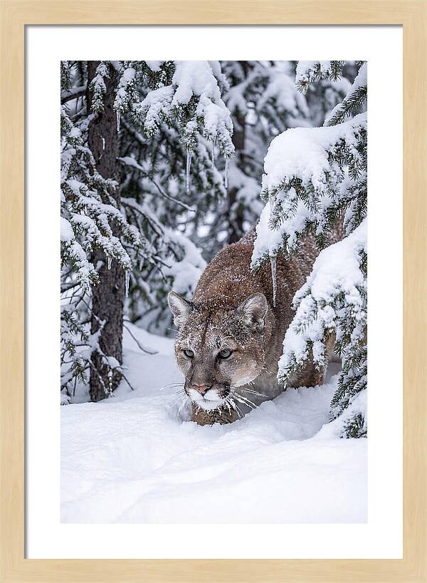 Mountain Lion Stalking Through Snow