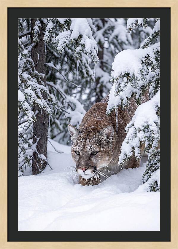 Mountain Lion Stalking Through Snow