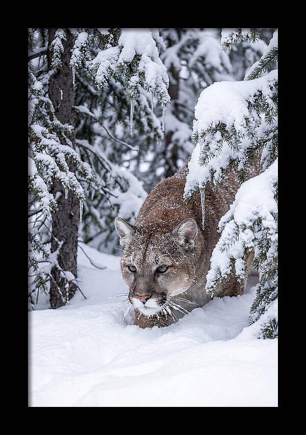 Mountain Lion Stalking Through Snow