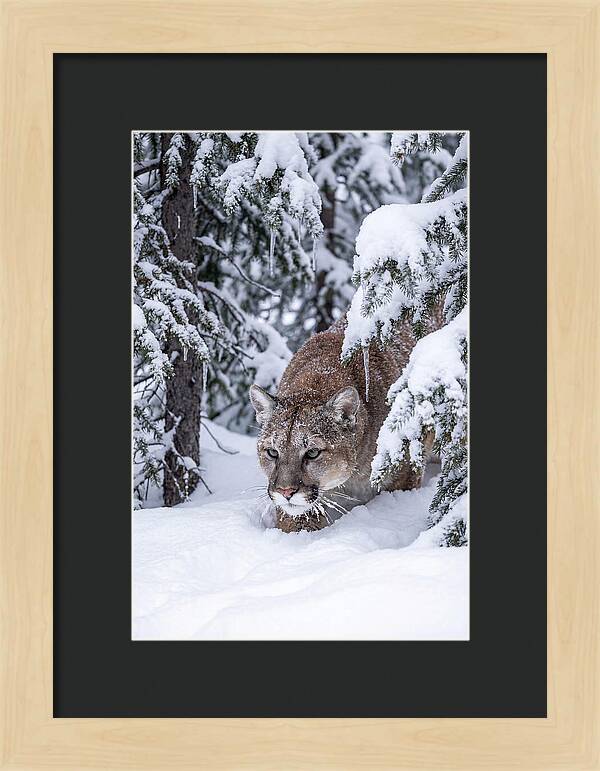Mountain Lion Stalking Through Snow