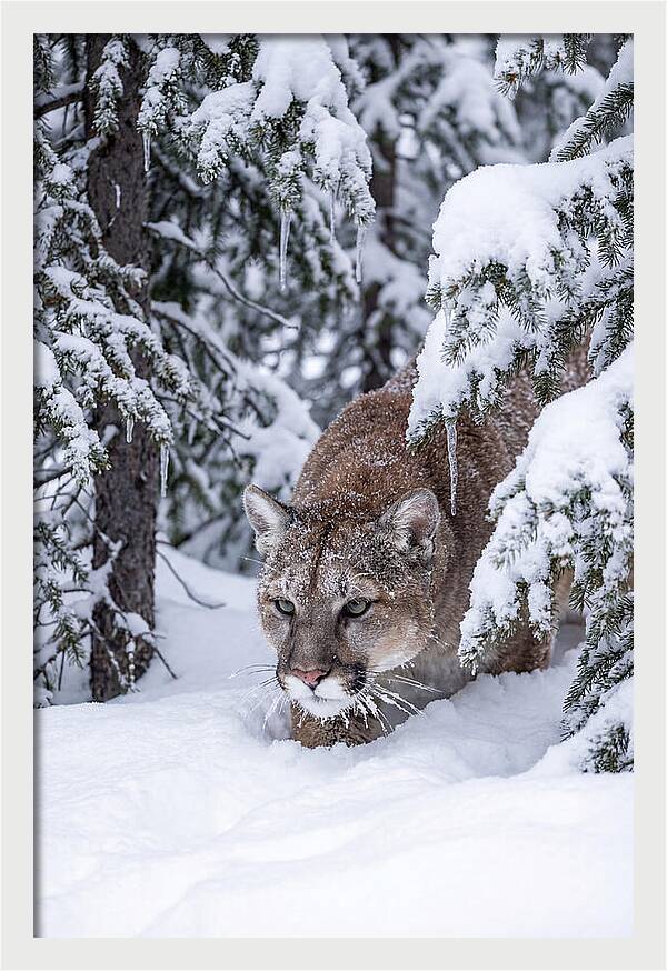 Mountain Lion Stalking Through Snow