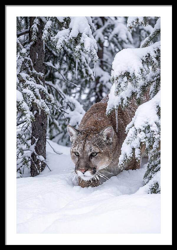 Mountain Lion Stalking Through Snow