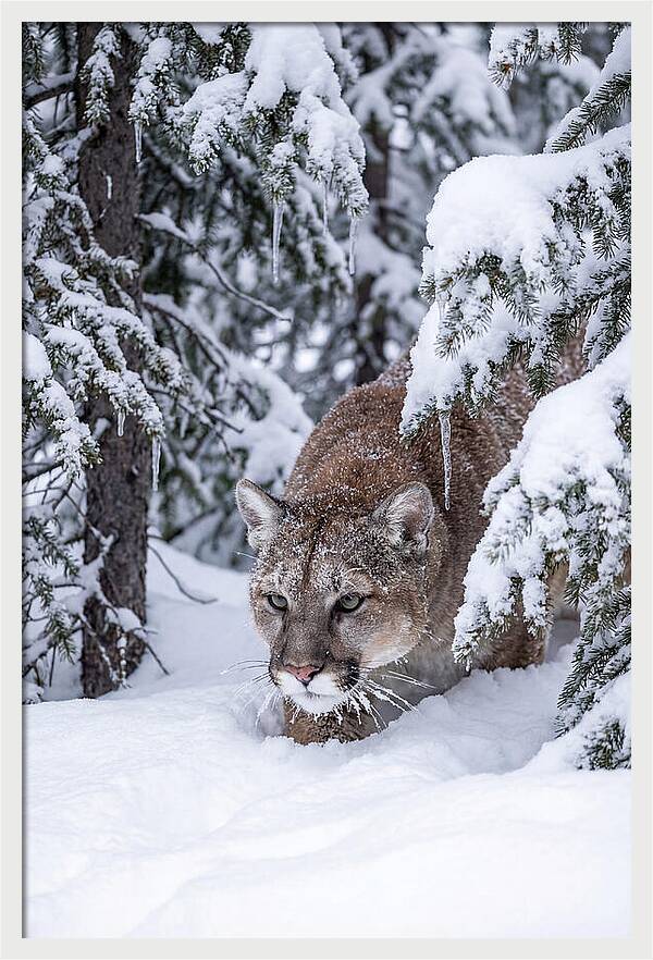 Mountain Lion Stalking Through Snow
