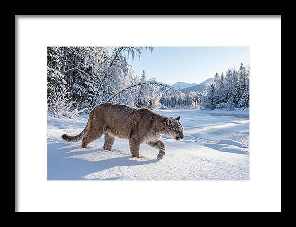 Mountain Lion Walking Through Snow