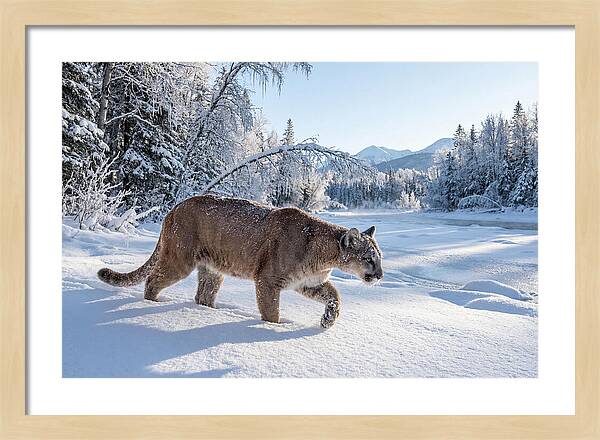 Mountain Lion Walking Through Snow