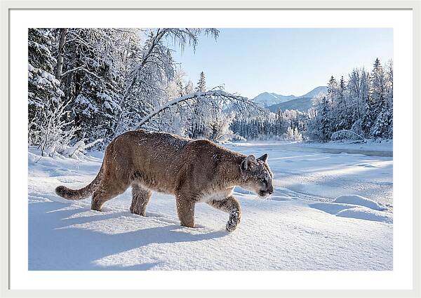 Mountain Lion Walking Through Snow