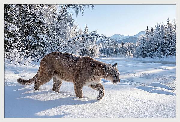 Mountain Lion Walking Through Snow