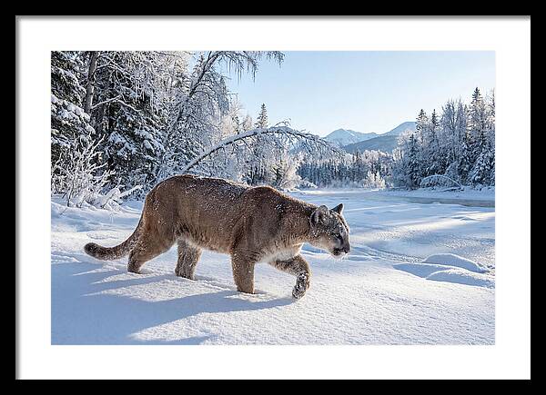 Mountain Lion Walking Through Snow