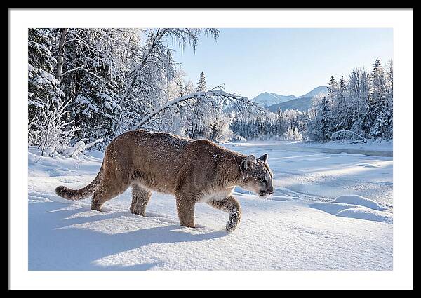 Mountain Lion Walking Through Snow