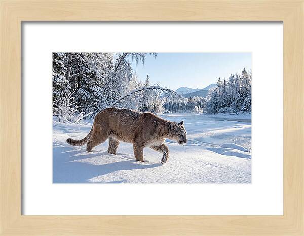 Mountain Lion Walking Through Snow
