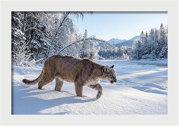Mountain Lion Walking Through Snow