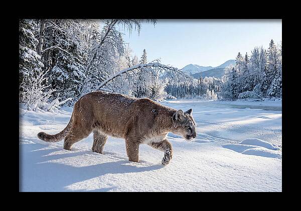 Mountain Lion Walking Through Snow