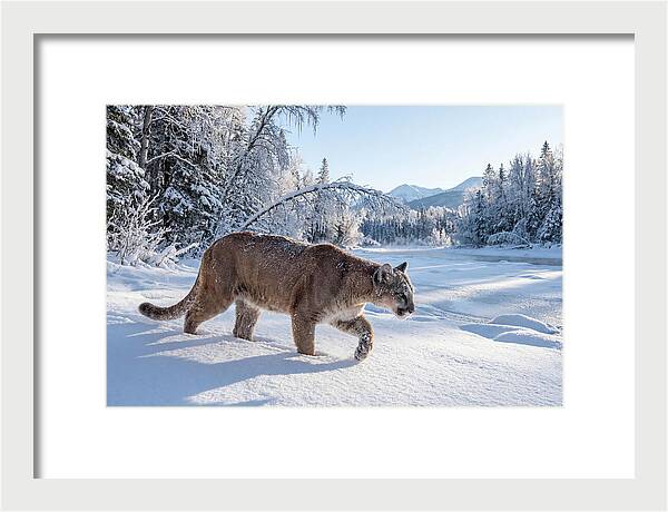 Mountain Lion Walking Through Snow