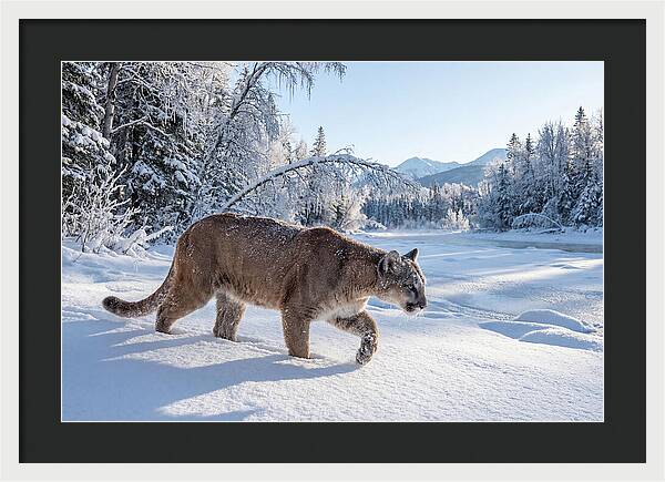 Mountain Lion Walking Through Snow