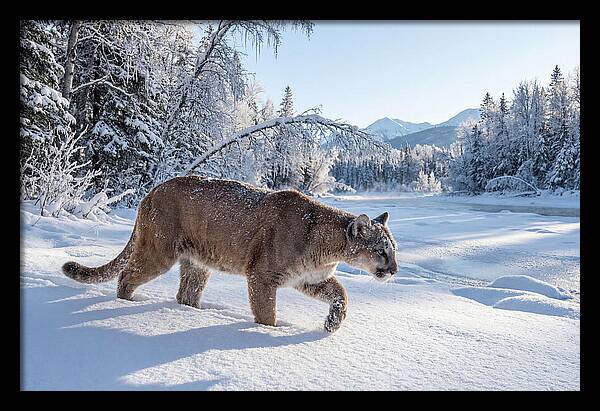 Mountain Lion Walking Through Snow