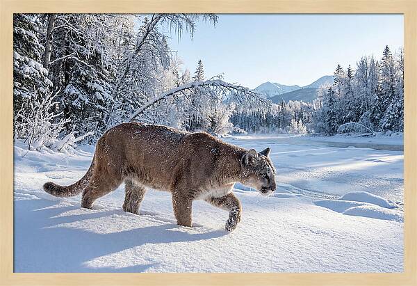 Mountain Lion Walking Through Snow