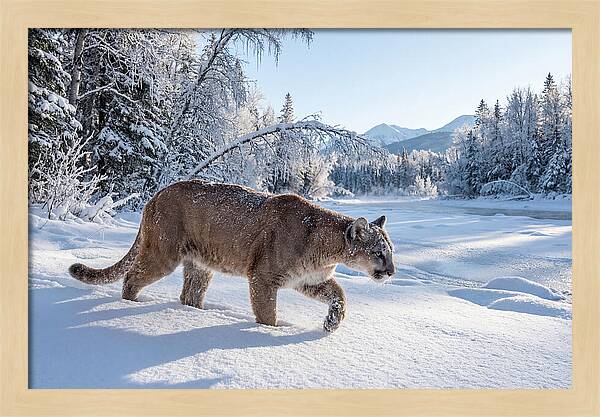 Mountain Lion Walking Through Snow