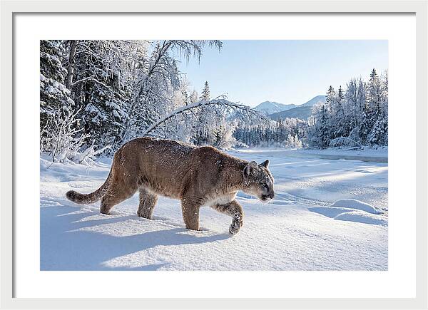 Mountain Lion Walking Through Snow