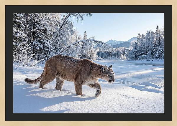 Mountain Lion Walking Through Snow