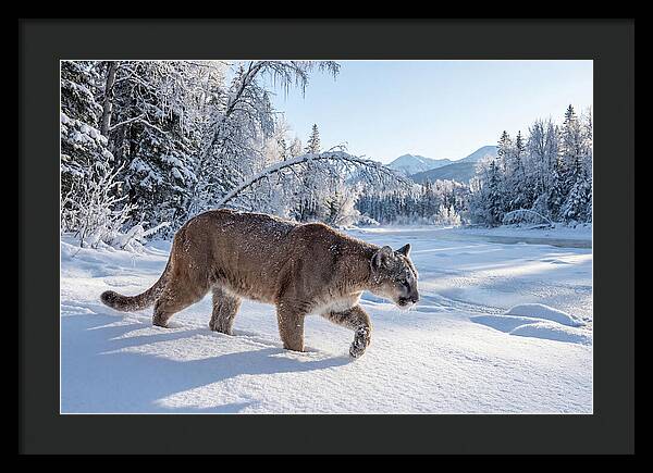 Mountain Lion Walking Through Snow