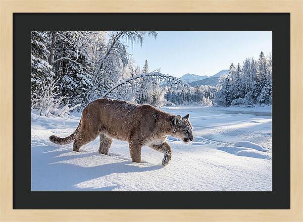 Mountain Lion Walking Through Snow