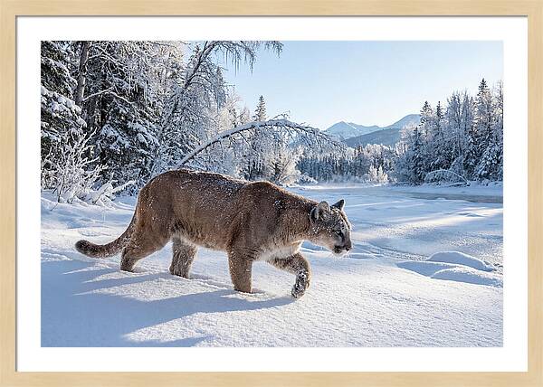 Mountain Lion Walking Through Snow