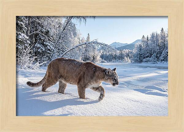 Mountain Lion Walking Through Snow