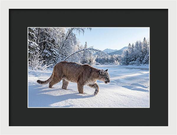 Mountain Lion Walking Through Snow