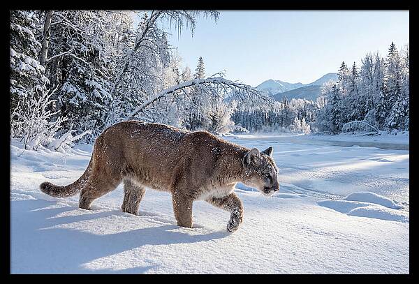 Mountain Lion Walking Through Snow