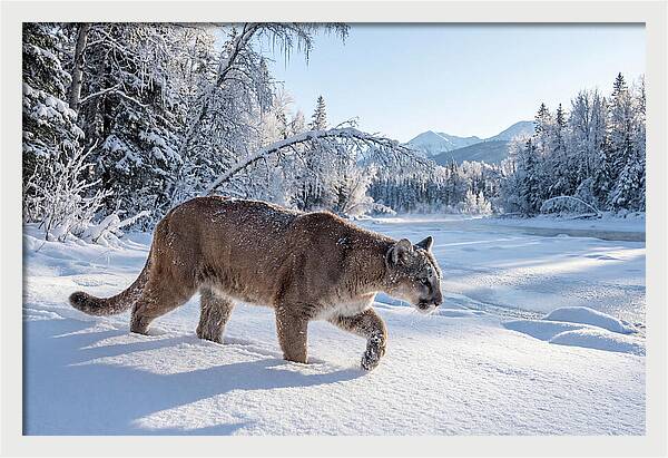 Mountain Lion Walking Through Snow