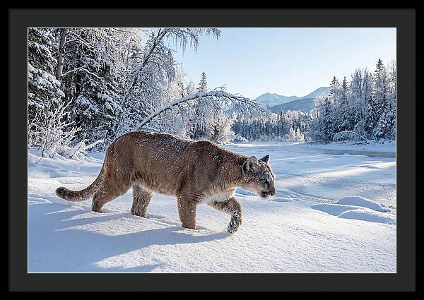 Mountain Lion Walking Through Snow