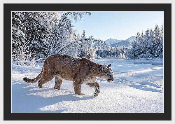 Mountain Lion Walking Through Snow