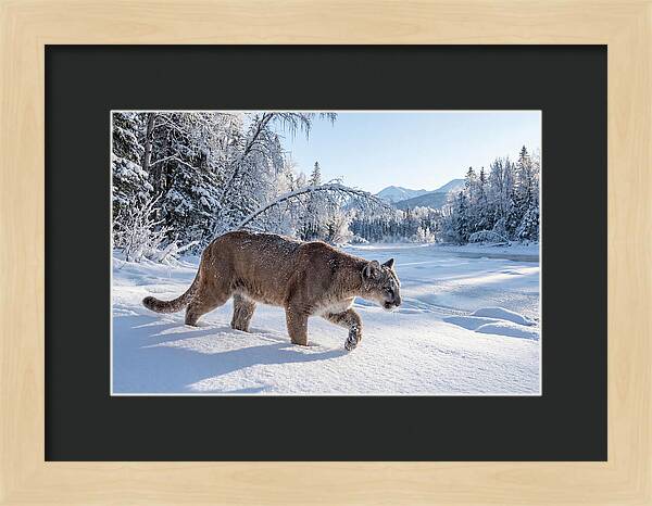 Mountain Lion Walking Through Snow