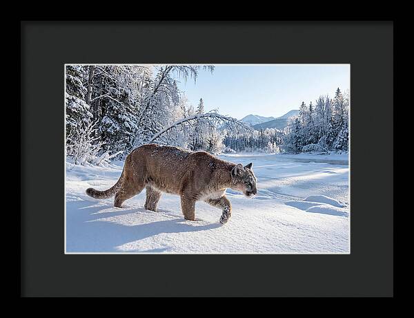 Mountain Lion Walking Through Snow