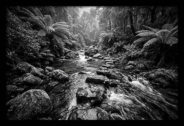 Mountain Stream Serenity