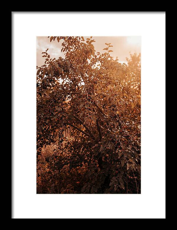 Mulberry Tree In Autumn Light