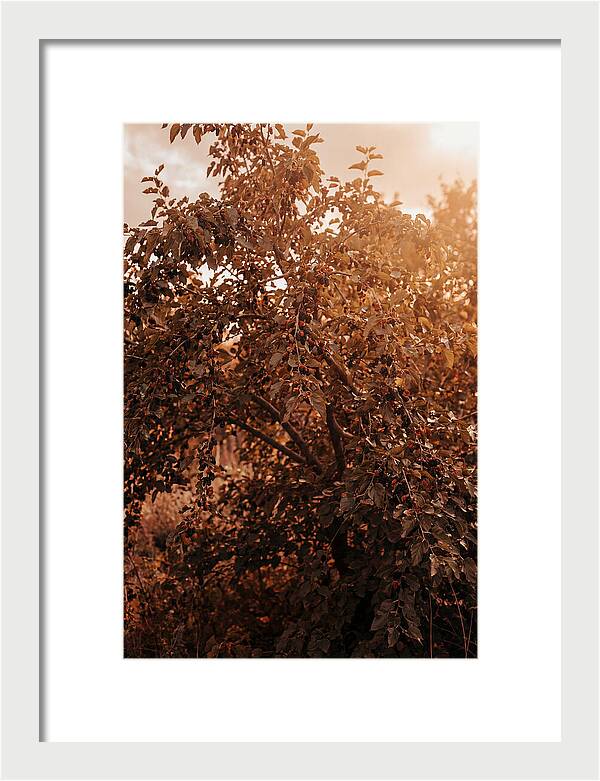 Mulberry Tree In Autumn Light