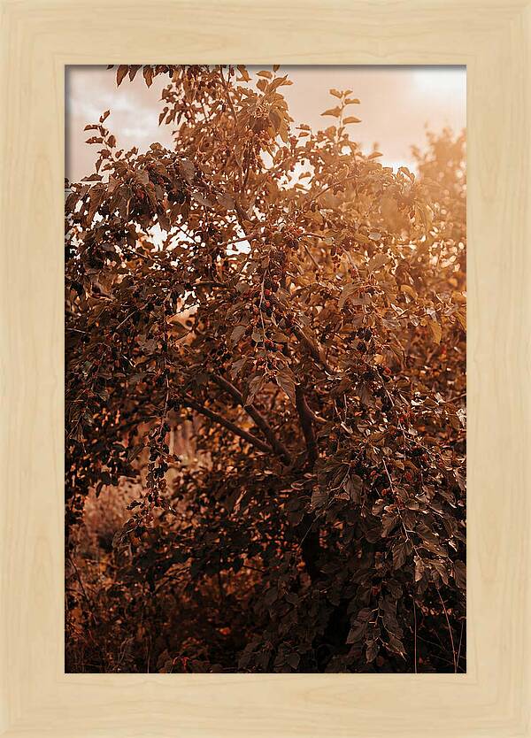 Mulberry Tree In Autumn Light