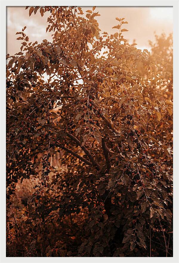 Mulberry Tree In Autumn Light