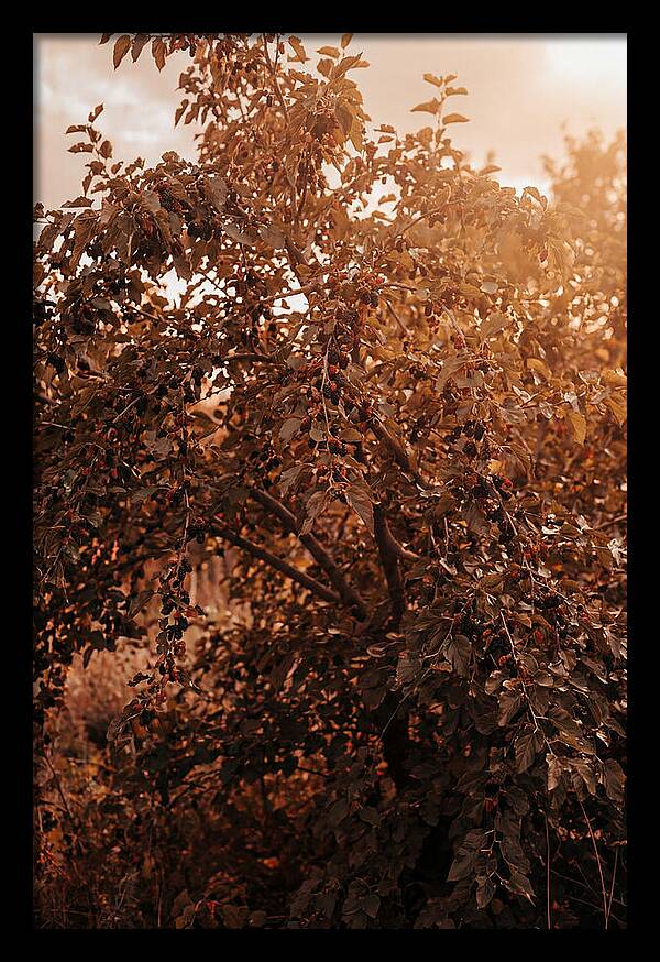 Mulberry Tree In Autumn Light