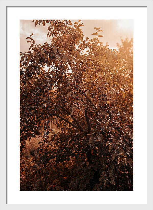 Mulberry Tree In Autumn Light