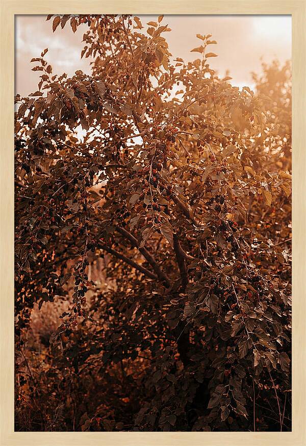 Mulberry Tree In Autumn Light