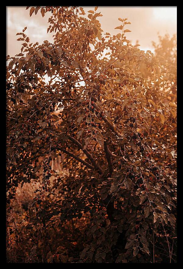 Mulberry Tree In Autumn Light