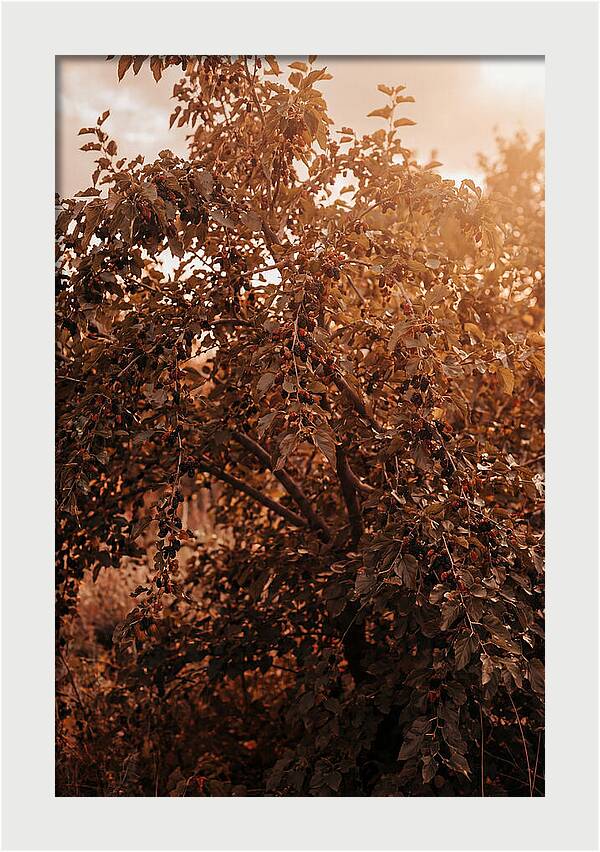 Mulberry Tree In Autumn Light